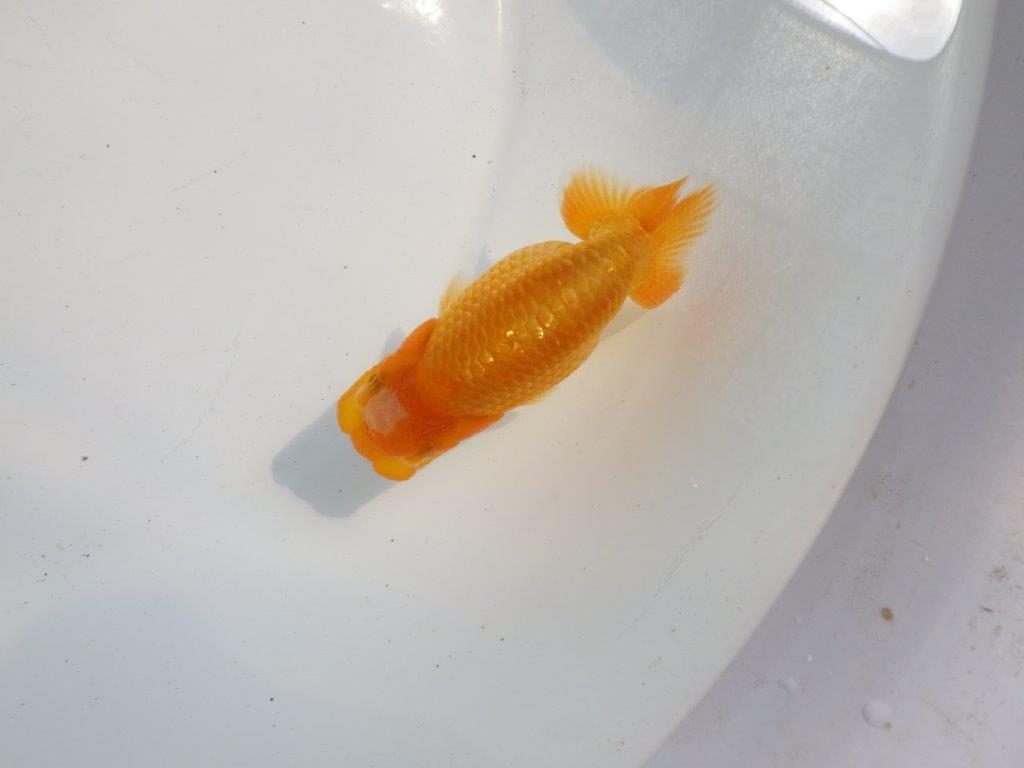 【逸品当歳らんちゅう】品評大会など飼い込みお勧め上質らんちゅう　約12ｃｍ前後