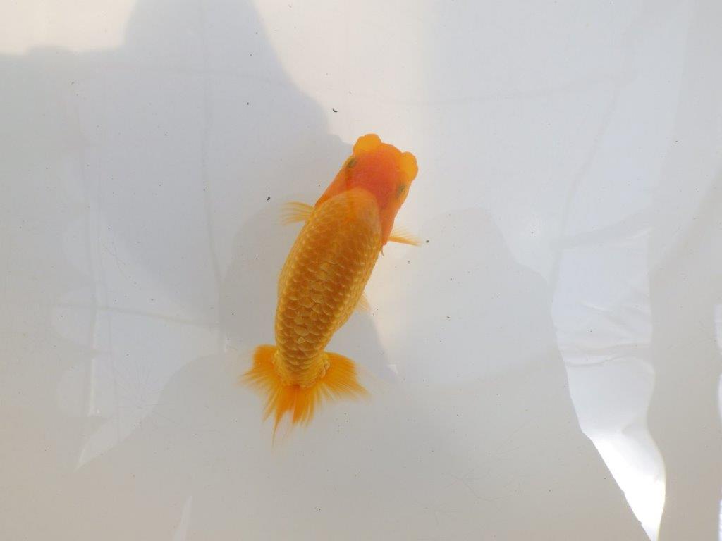【 鉄板！！】頭、尾型の雰囲気が良いらんちゅう　東大関系統　約12,5㎝　期間限定販売