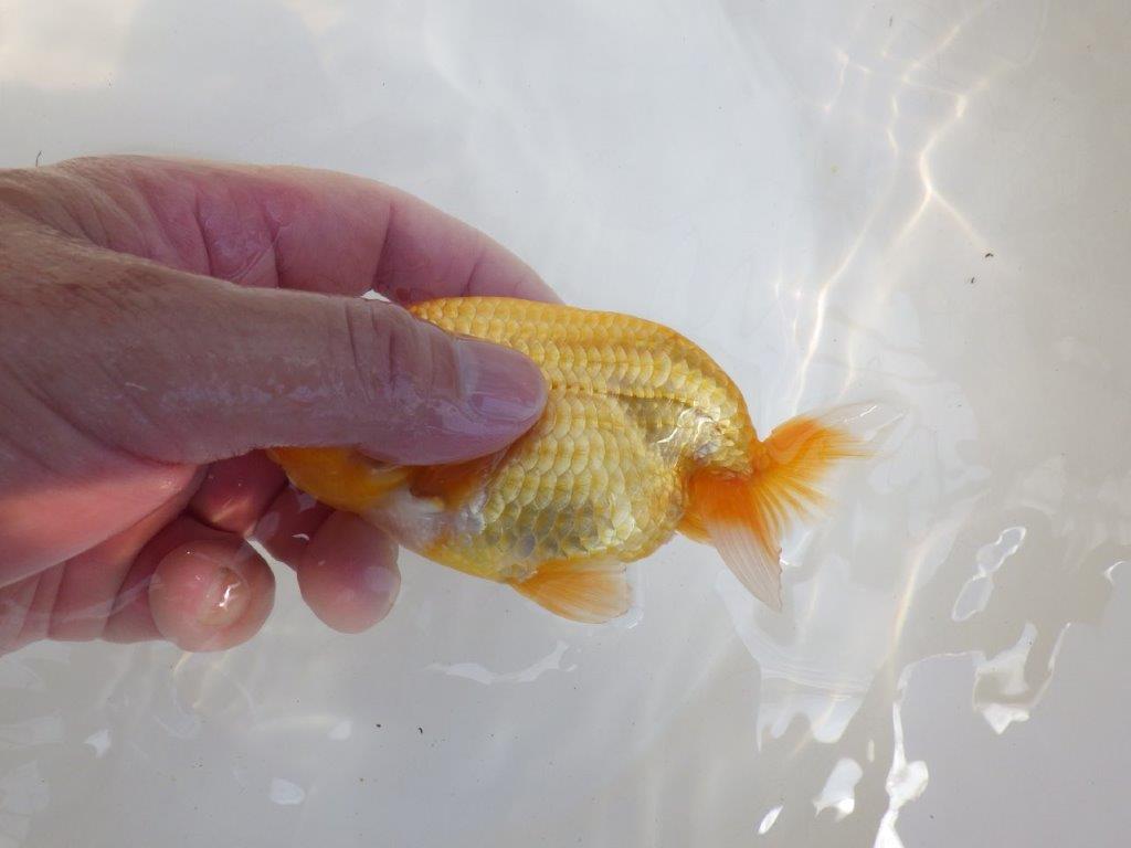 【 鉄板！！】頭、尾型の雰囲気が良いらんちゅう　東大関系統　約12,5㎝　期間限定販売