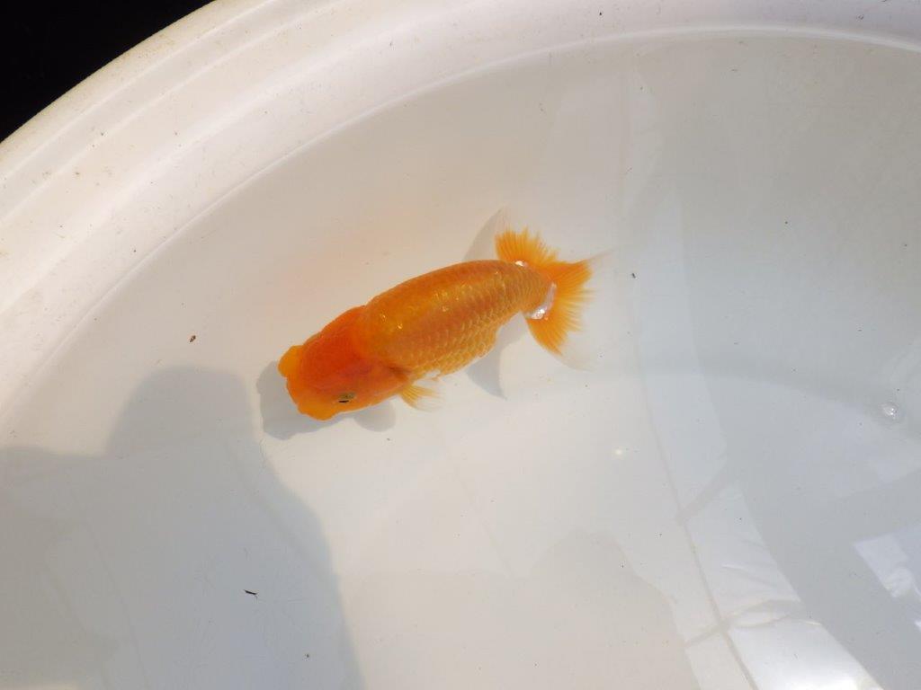 【 鉄板！！】サイズ感の良いらんちゅう　東大関系統　約12,5㎝　期間限定販売の上身