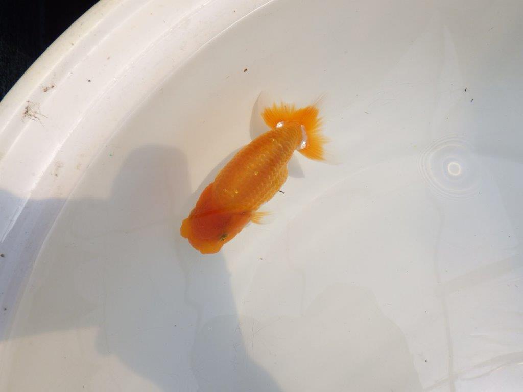 【 鉄板！！】サイズ感の良いらんちゅう　東大関系統　約12,5㎝　期間限定販売