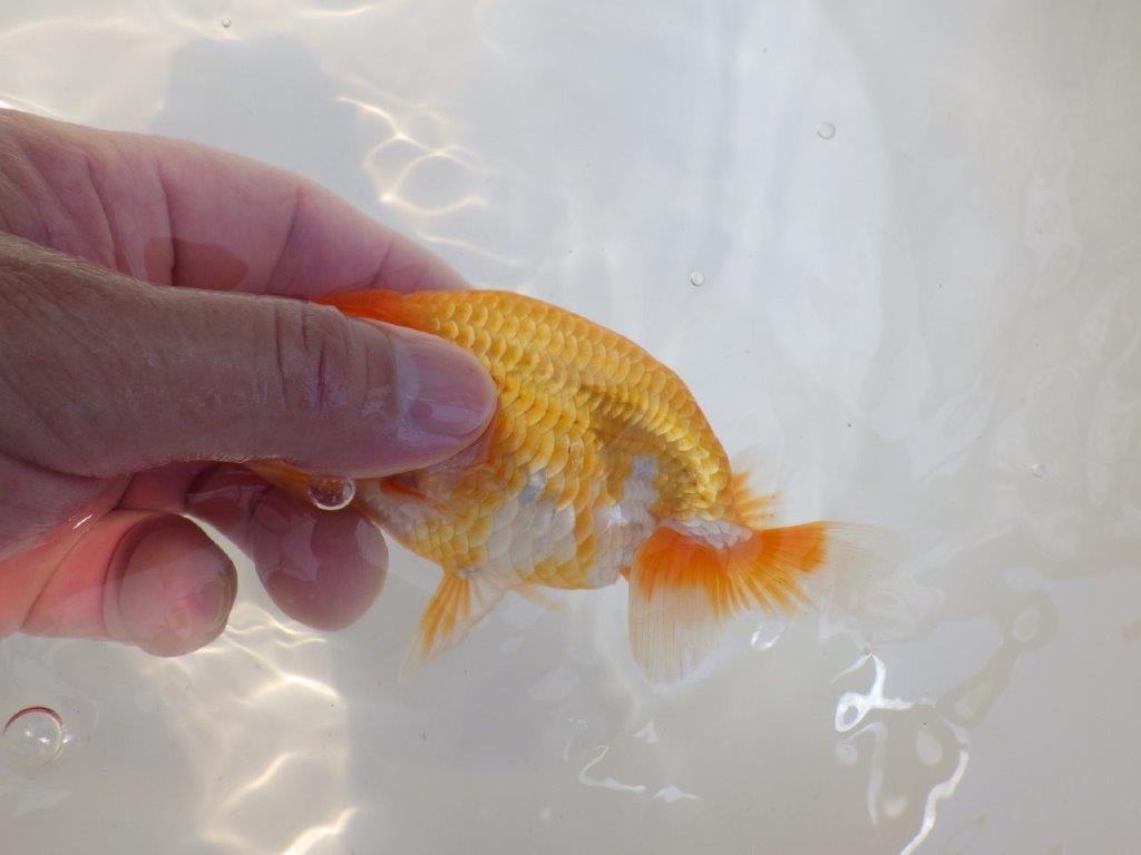 【 鉄板！！】サイズ感の良いらんちゅう　東大関系統　約12,5㎝　期間限定販売