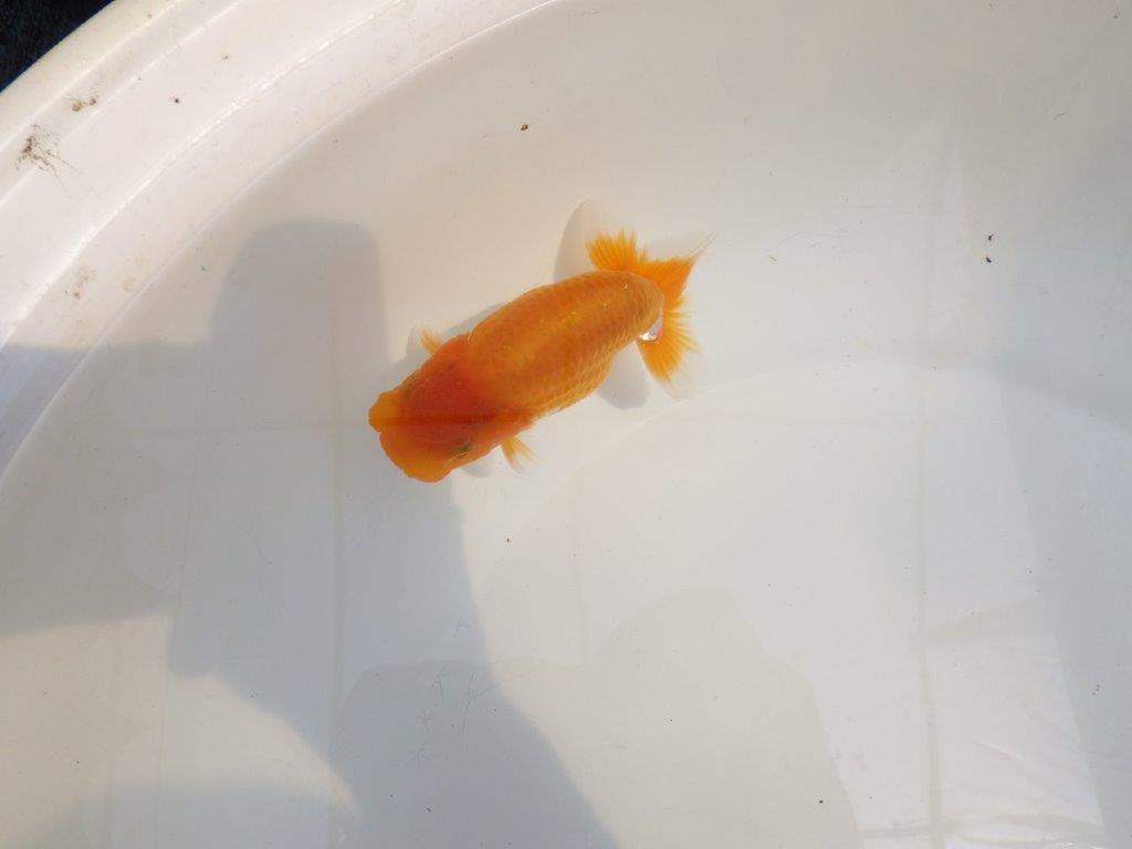 【 鉄板！！】サイズ感の良いらんちゅう　東大関系統　約12,5㎝　期間限定販売