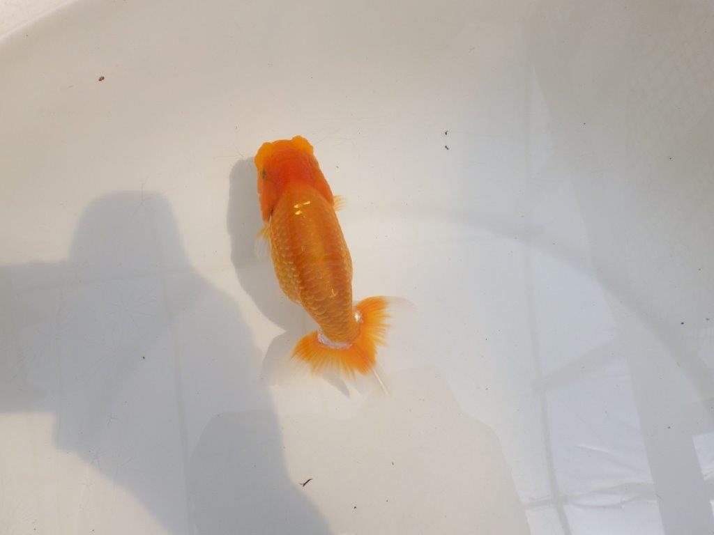 【 鉄板！！】サイズ感の良いらんちゅう　東大関系統　約12,5㎝　期間限定販売
