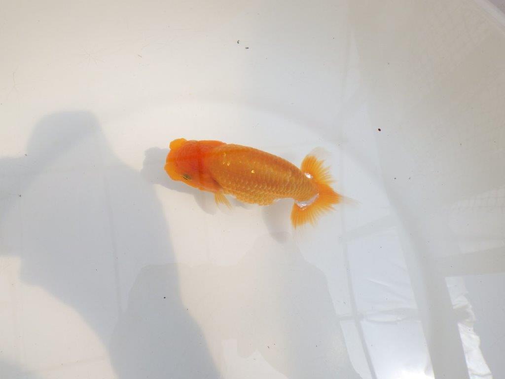 【 鉄板！！】サイズ感の良いらんちゅう　東大関系統　約12,5㎝　期間限定販売