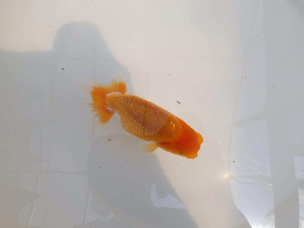【 鉄板！！】サイズ感の良いらんちゅう　東大関系統　約12,5㎝　期間限定販売