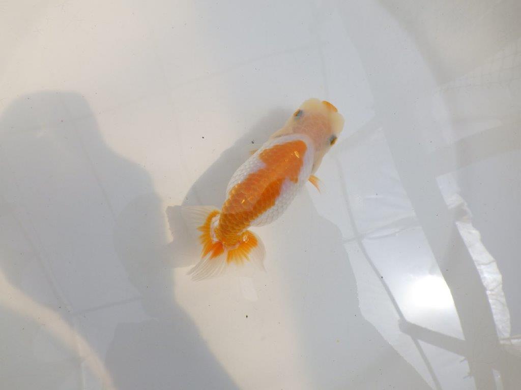 【 鉄板！！】背腰も綺麗な更紗らんちゅう　東大関系統　約13㎝　期間限定販売の上身
