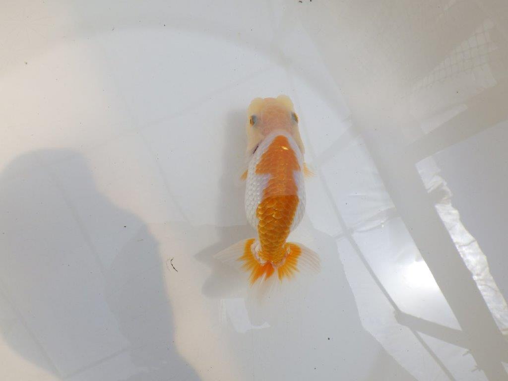 【 鉄板！！】背腰も綺麗な更紗らんちゅう　東大関系統　約13㎝　期間限定販売