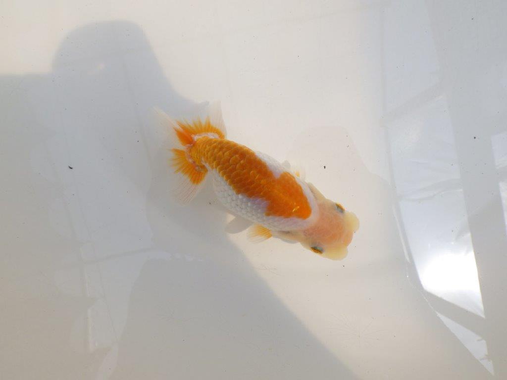 【 鉄板！！】背腰も綺麗な更紗らんちゅう　東大関系統　約13㎝　期間限定販売