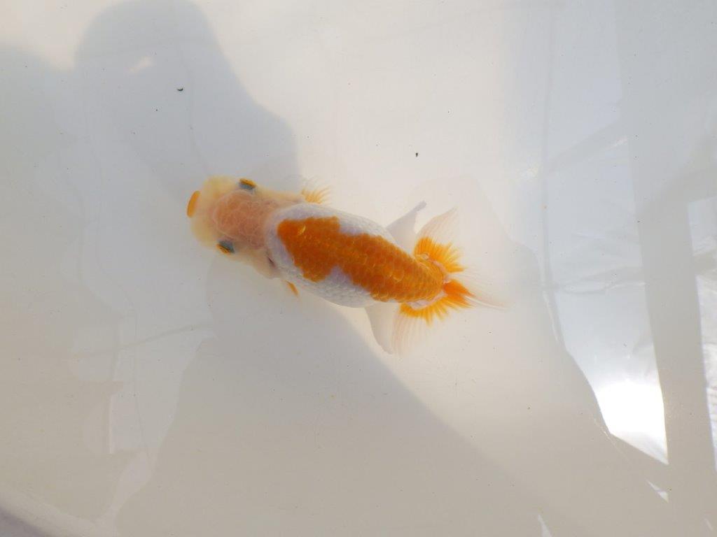 【 鉄板！！】背腰も綺麗な更紗らんちゅう　東大関系統　約13㎝　期間限定販売
