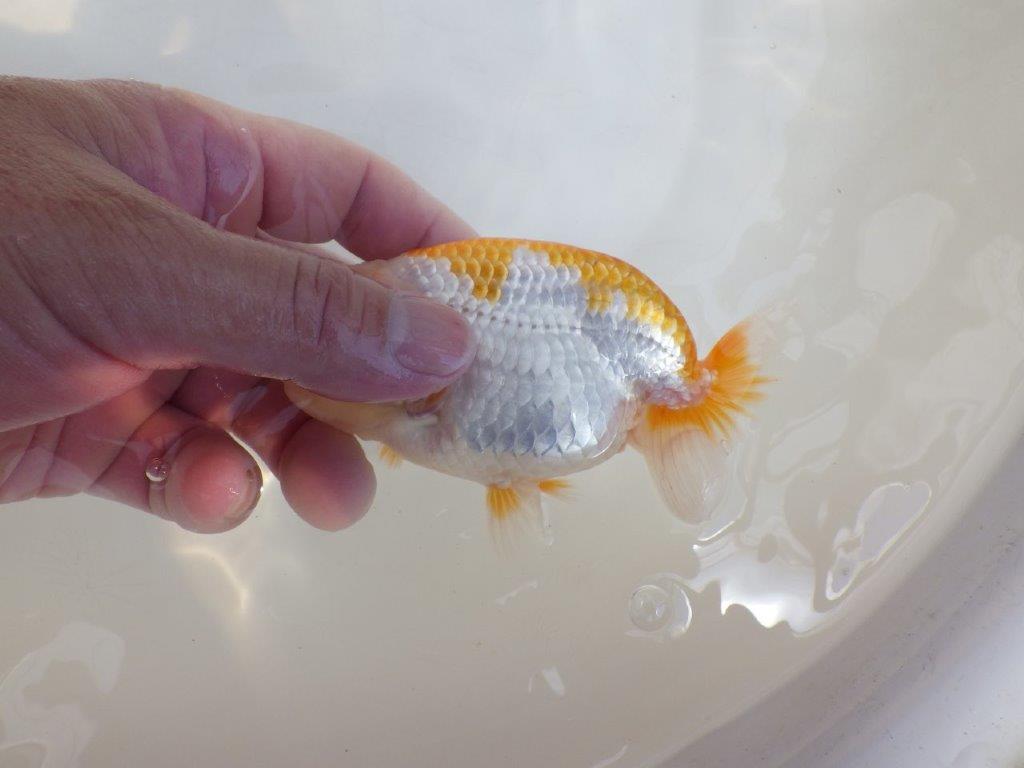 【 鉄板！！】背腰も綺麗な更紗らんちゅう　東大関系統　約13㎝　期間限定販売