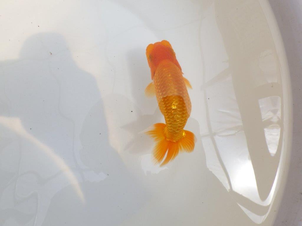 【 鉄板！！】尾の雰囲気がとてもも良いらんちゅう　東大関系統　約1４㎝　期間限定販売