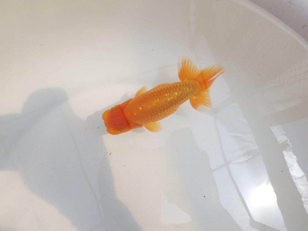 【 鉄板！！】尾の雰囲気がとてもも良いらんちゅう　東大関系統　約1４㎝　期間限定販売
