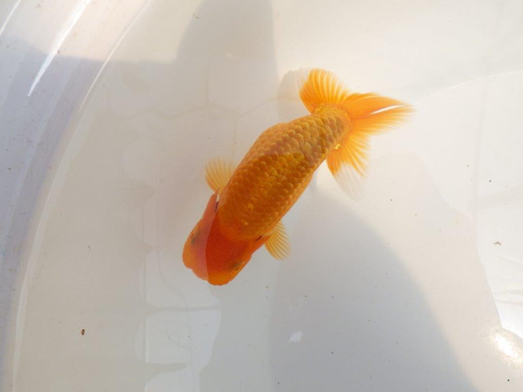 【 鉄板！！】尾の雰囲気がとてもも良いらんちゅう　東大関系統　約1４㎝　期間限定販売