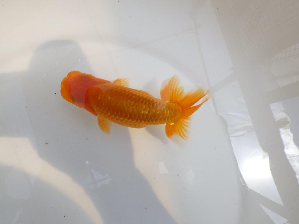 【 鉄板！！】尾の雰囲気がとてもも良いらんちゅう　東大関系統　約1４㎝　期間限定販売