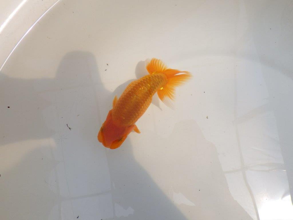 【 鉄板！！】尾の雰囲気がとてもも良いらんちゅう　東大関系統　約1４㎝　期間限定販売