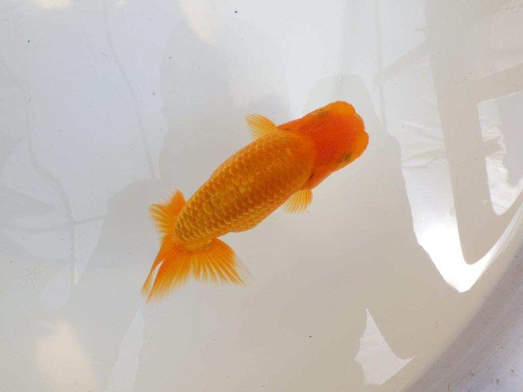 【 鉄板！！】尾の雰囲気がとてもも良いらんちゅう　東大関系統　約1４㎝　期間限定販売の上身
