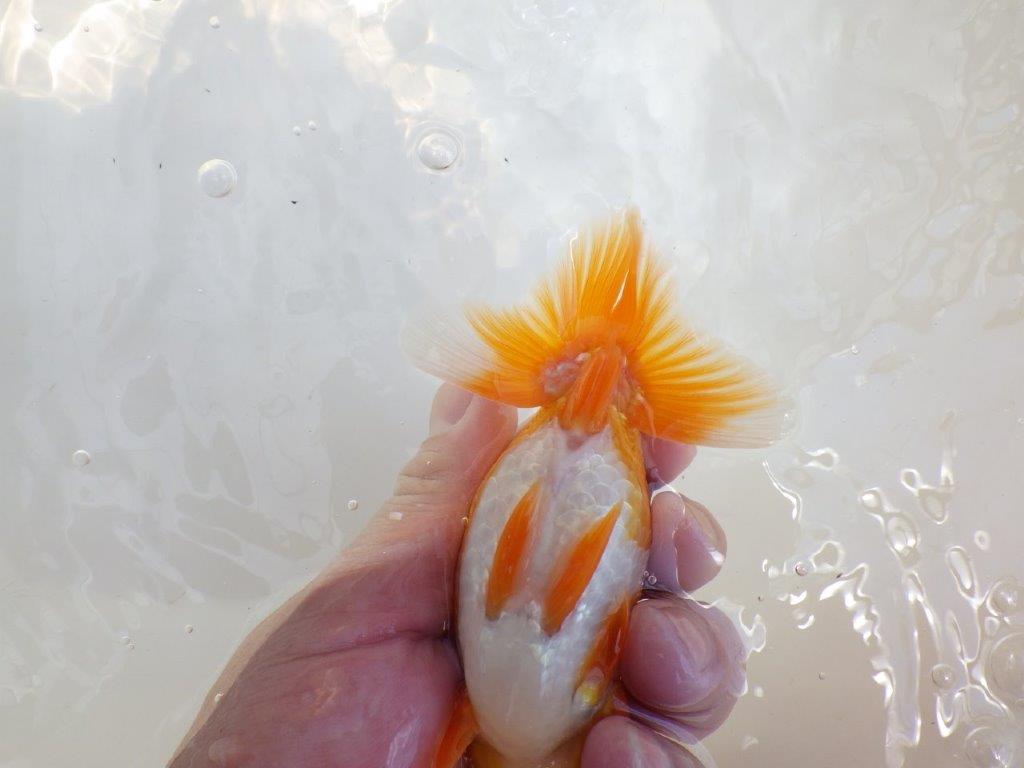 【 鉄板！！】尾の雰囲気がとてもも良いらんちゅう　東大関系統　約1４㎝　期間限定販売