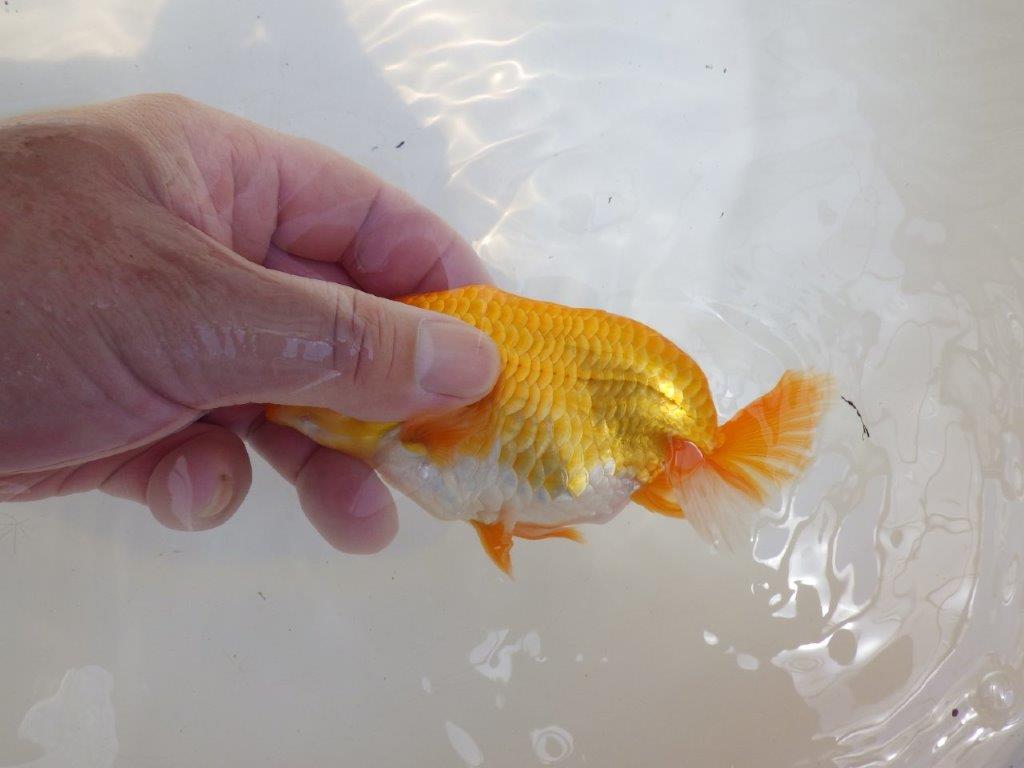【 鉄板！！】尾の雰囲気がとてもも良いらんちゅう　東大関系統　約1４㎝　期間限定販売