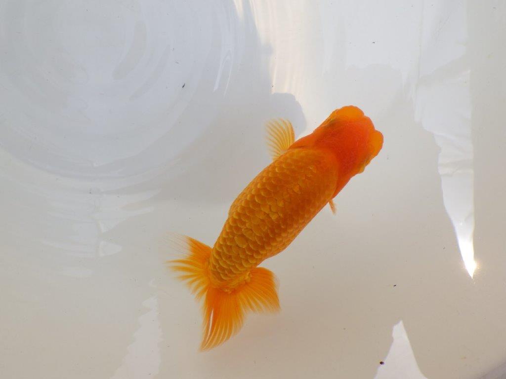 【 鉄板！！】尾の雰囲気がとてもも良いらんちゅう　東大関系統　約1４㎝　期間限定販売