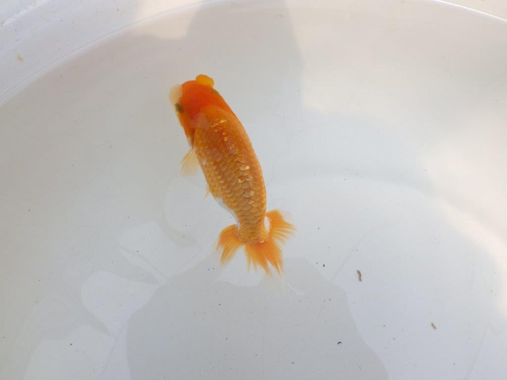 【 鉄板！！】素晴らしい雰囲気の更紗らんちゅう　東大関系統　約12,5㎝　期間限定販売