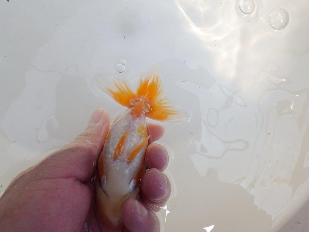 【 鉄板！！】素晴らしい雰囲気の更紗らんちゅう　東大関系統　約12,5㎝　期間限定販売