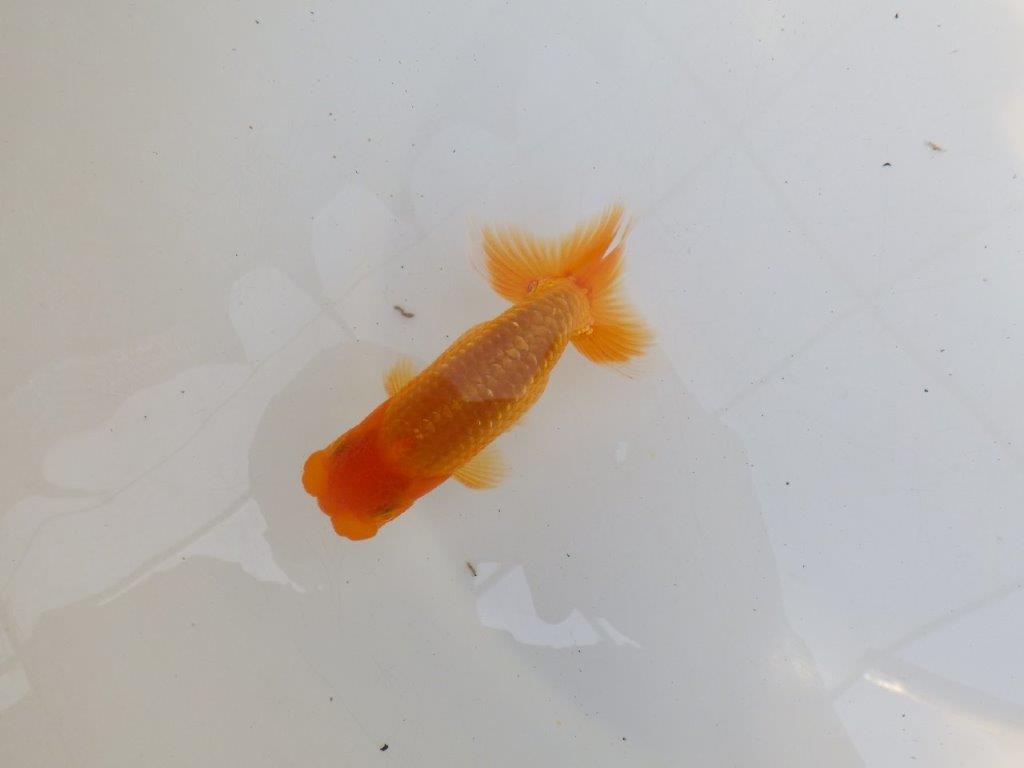 【 鉄板！！】素晴らしい尾と綺麗な背のらんちゅう　東大関系統　約12㎝　期間限定販売