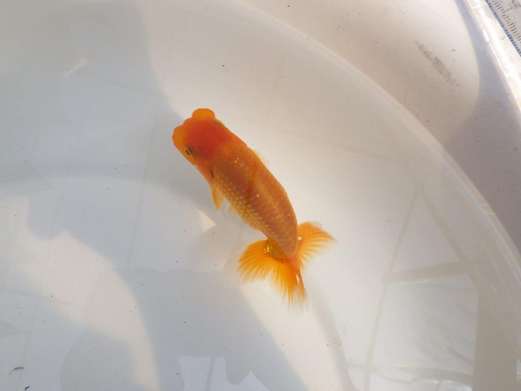 【 鉄板！！】素晴らしい尾と綺麗な背のらんちゅう　東大関系統　約12㎝　期間限定販売