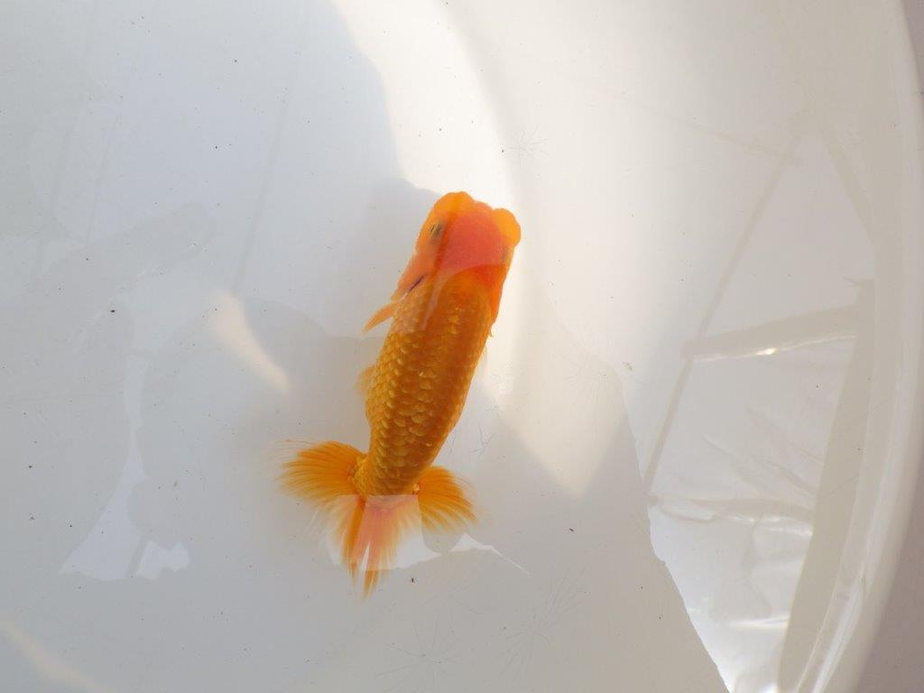 【 鉄板！！】素晴らしい尾と綺麗な背のらんちゅう　東大関系統　約12㎝　期間限定販売の上身