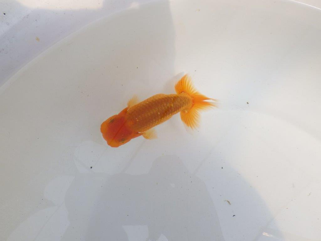 【 鉄板！！】素晴らしい尾と綺麗な背のらんちゅう　東大関系統　約12㎝　期間限定販売
