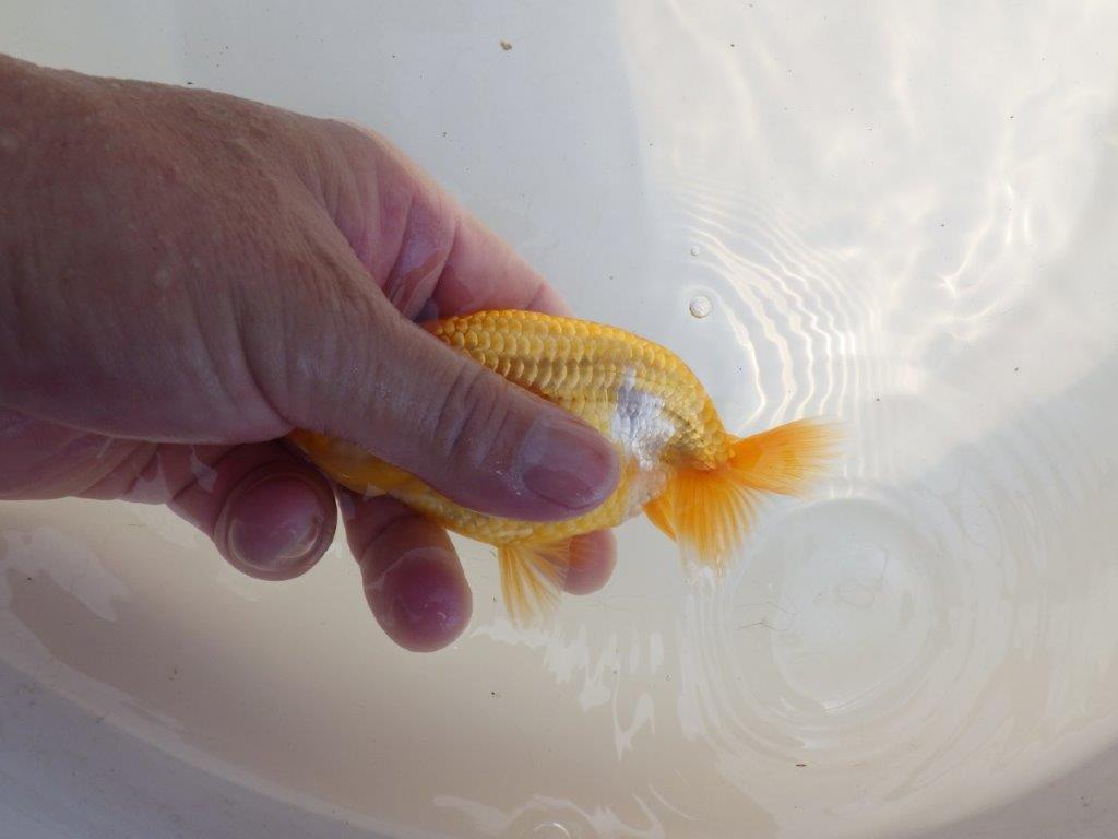 【 鉄板！！】雰囲気抜群飼い込みお勧めらんちゅう　東大関系統　約1３㎝　期間限定販売