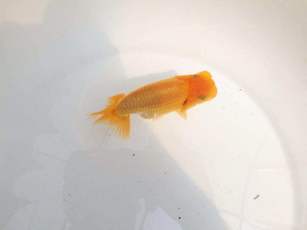【 鉄板！！】雰囲気抜群飼い込みお勧めらんちゅう　東大関系統　約1３㎝　期間限定販売
