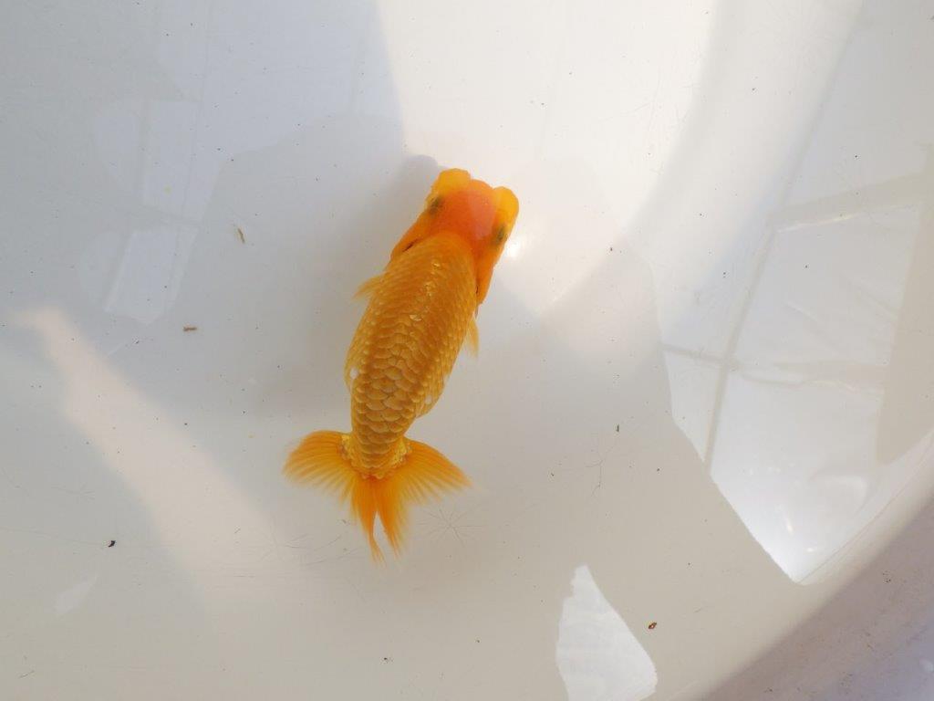 【 鉄板！！】雰囲気抜群飼い込みお勧めらんちゅう　東大関系統　約1３㎝　期間限定販売