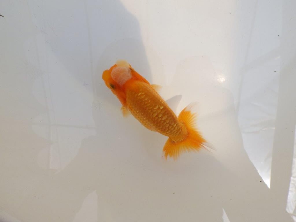 【 鉄板！！】幅がありしっかりした体系のらんちゅう　東大関系統　約12㎝　期間限定販売