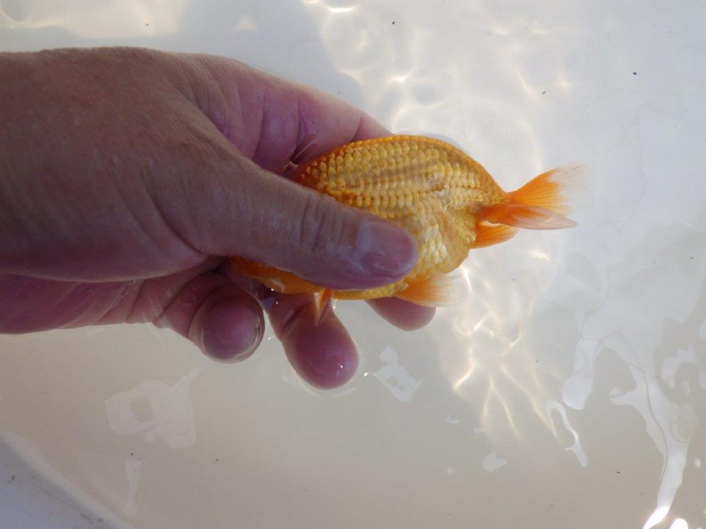 【 鉄板！！】幅がありしっかりした体系のらんちゅう　東大関系統　約12㎝　期間限定販売