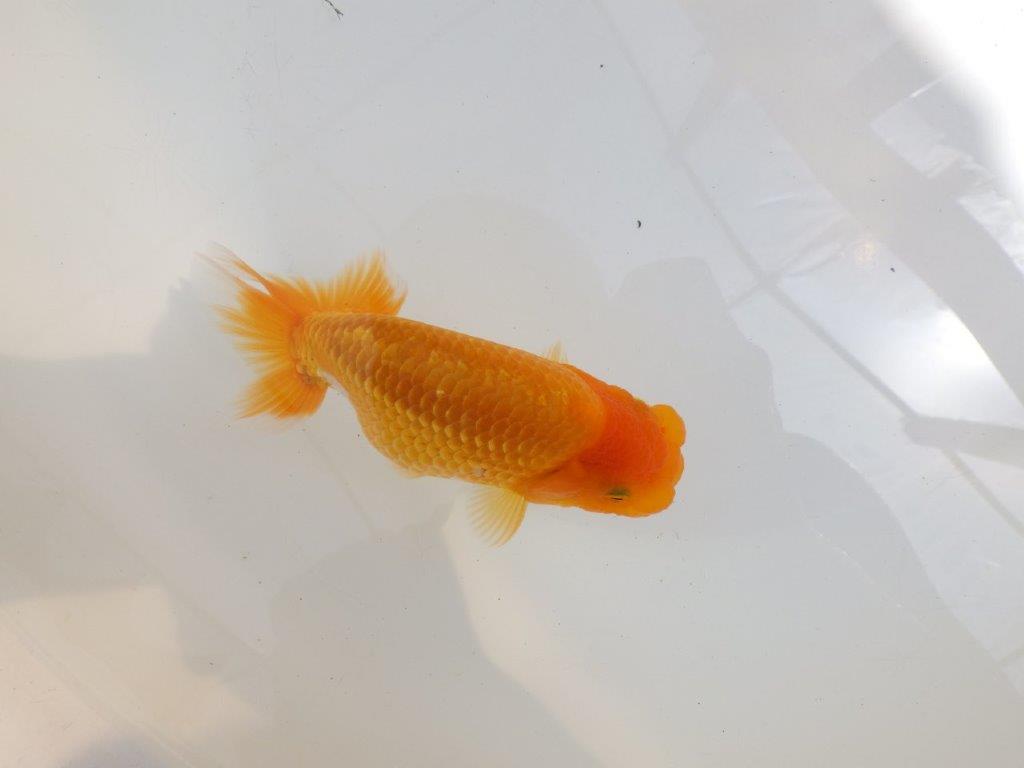 【 鉄板！！】品評大会に向けて飼い込みお勧め！　東大関系統　約1４,5㎝　期間限定販売