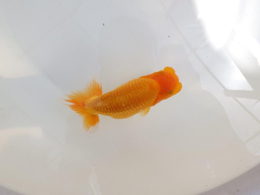 【 鉄板！！】品評大会に向けて飼い込みお勧め！　東大関系統　約1４,5㎝　期間限定販売