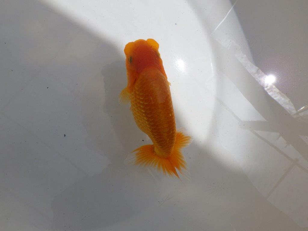【 鉄板！！】品評大会に向けて飼い込みお勧め！　東大関系統　約1４,5㎝　期間限定販売