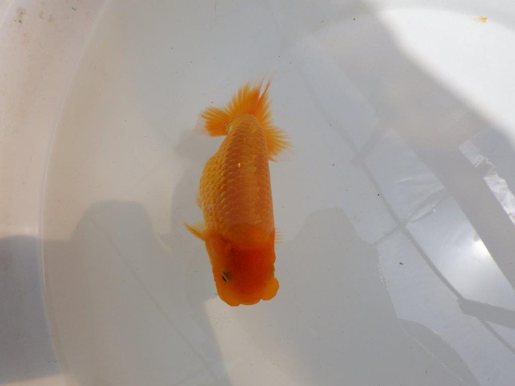 【 鉄板！！】品評大会に向けて飼い込みお勧め！　東大関系統　約1４,5㎝　期間限定販売