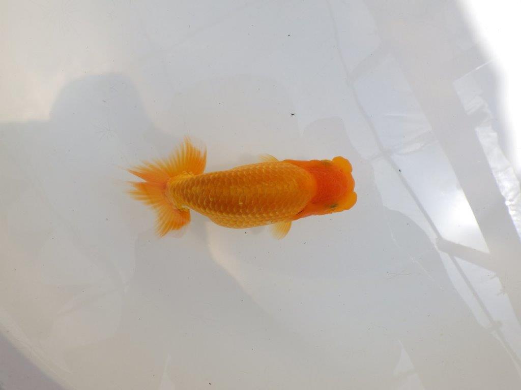 【 鉄板！！】品評大会に向けて飼い込みお勧め！　東大関系統　約1４,5㎝　期間限定販売の上身