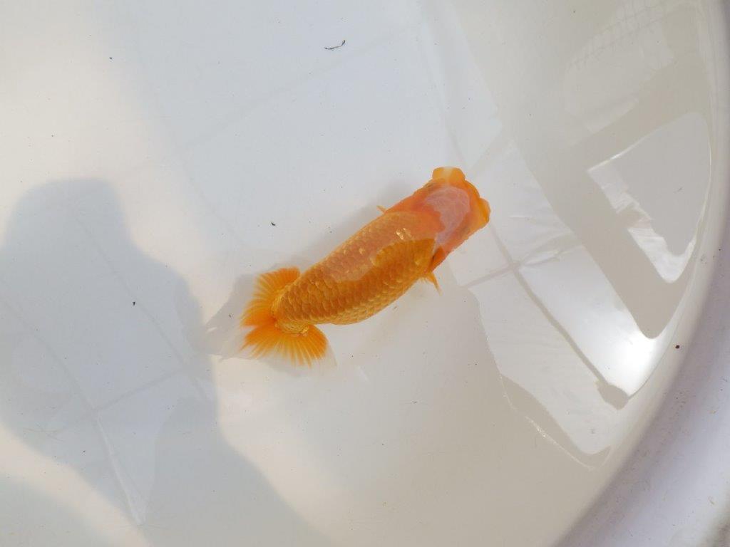 【 鉄板！！】目指せ品評大会！　東大関系統　約13,5㎝　期間限定販売