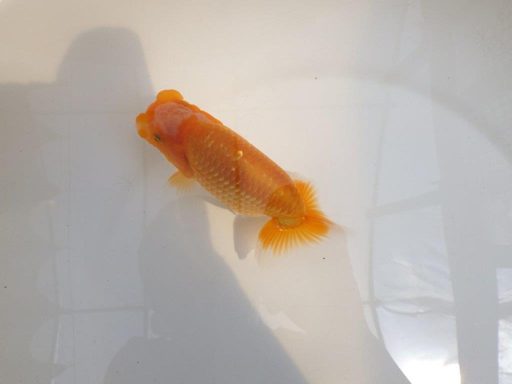 【 鉄板！！】目指せ品評大会！　東大関系統　約13,5㎝　期間限定販売