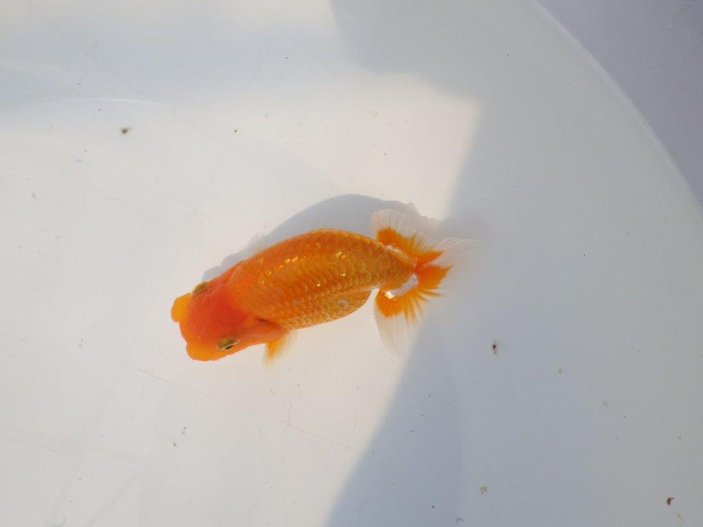 【上物当歳らんちゅう 】頭も良く背腰も綺麗な更紗らんちゅう　約13㎝