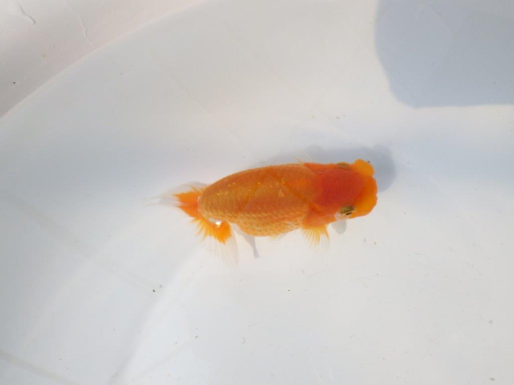 【上物当歳らんちゅう 】頭も良く背腰も綺麗な更紗らんちゅう　約13㎝