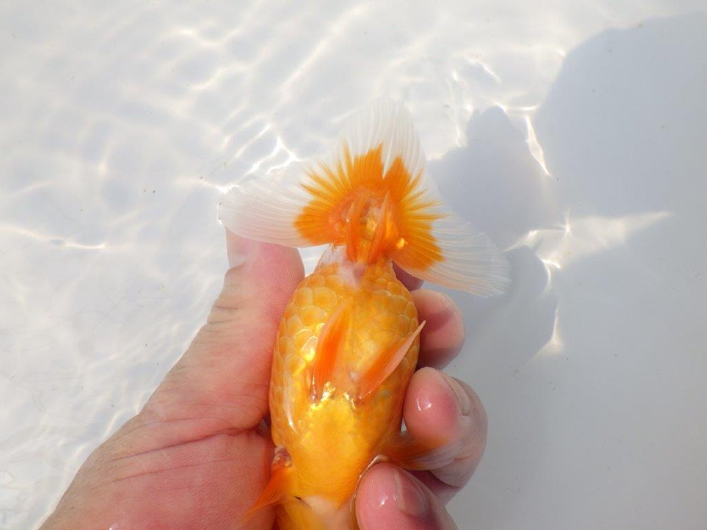 【上物当歳らんちゅう 】頭も良く背腰も綺麗な更紗らんちゅう　約13㎝