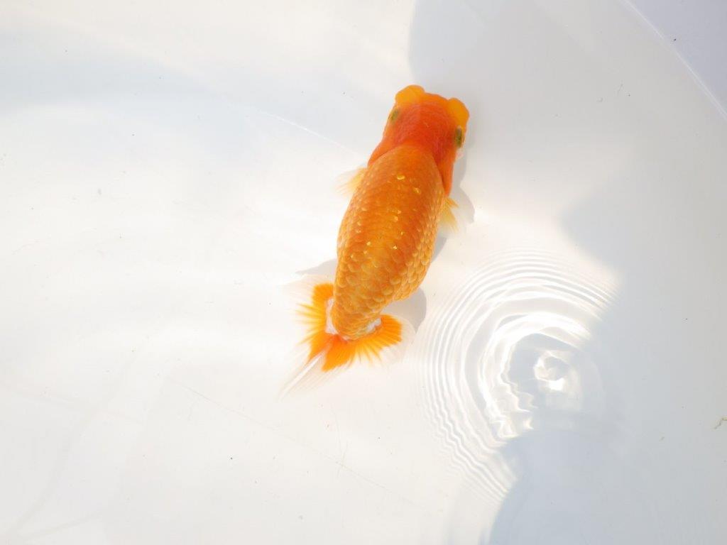 【上物当歳らんちゅう 】頭も良く背腰も綺麗な更紗らんちゅう　約13㎝