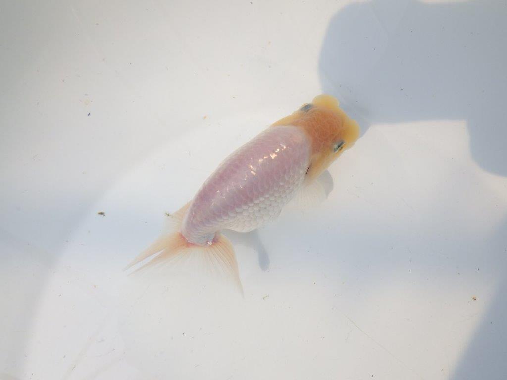 【上物当歳らんちゅう 】激レア上物白らんちゅう　約13,5㎝
