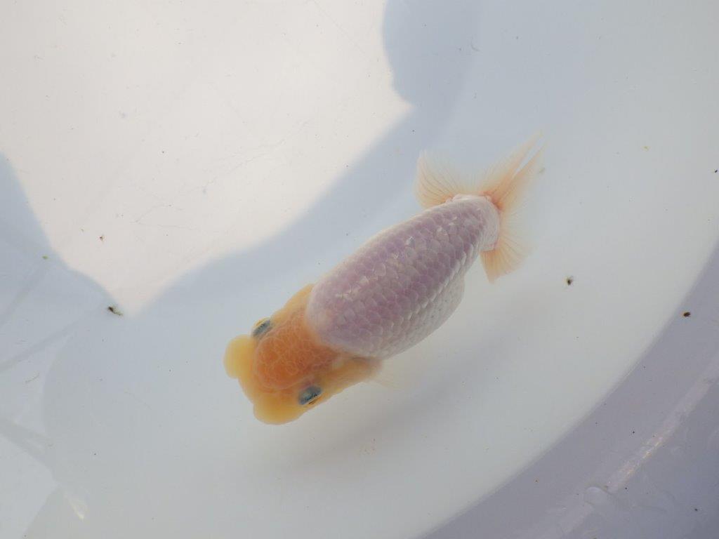 【上物当歳らんちゅう 】激レア上物白らんちゅう　約13,5㎝の上身