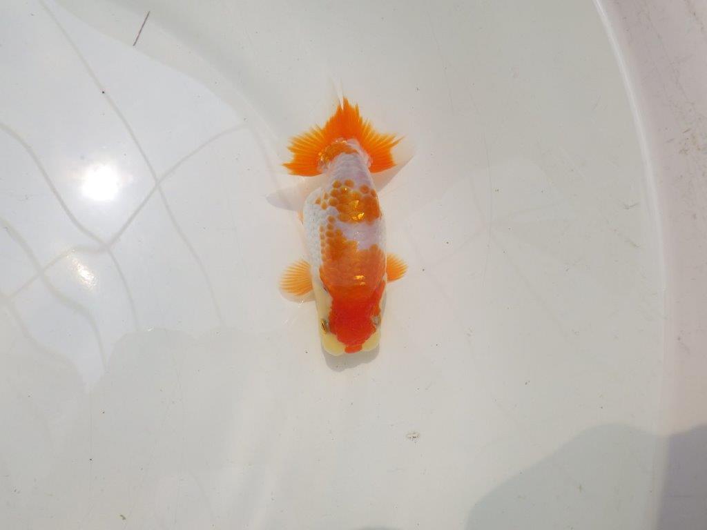 【勧進元二 】稲沢錦鱗会　研究会　入賞魚　約11㎝ 性別不明