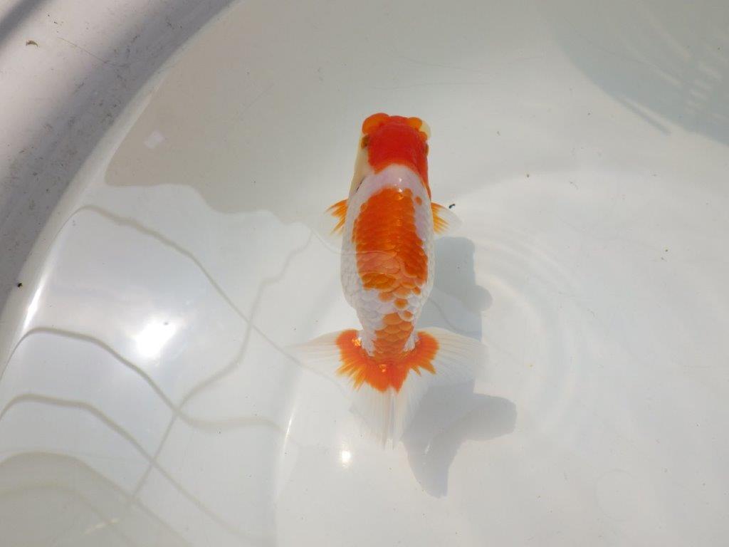 【東関脇 】稲沢錦鱗会　研究会　入賞魚　約13㎝ オス？